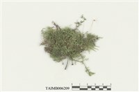 藏品(南木苔屬)的圖片